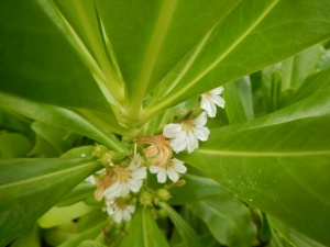 Arc'd blooms clustered under these succulent leaves along the shore. Unsure what this shrub-like plant is, but it is a regular planting along Ft. Lauderdale beaches. copyright 2015 Pamela Breitberg